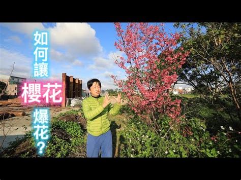 家裡種櫻花|櫻花種植盆栽指南：酸鹼度、日照條件、落葉季節全攻。